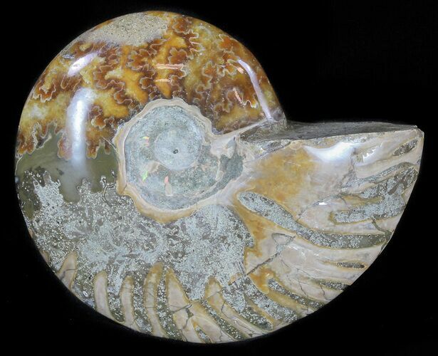 Polished, Agatized Ammonite (Cleoniceras) - Madagascar #59880
